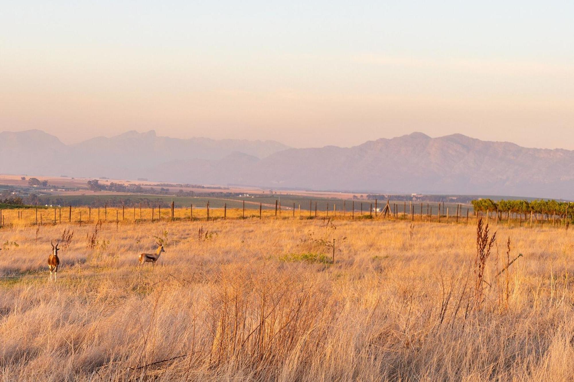 Bakenhof Winelands Lodge Парл Екстериор снимка